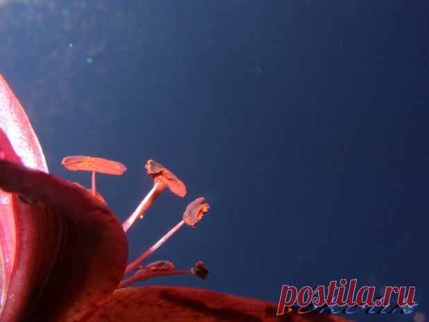 лилии утром