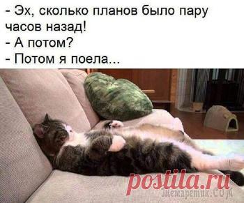 25 домашних животных, которые должны попасть внутрь прямо сейчас