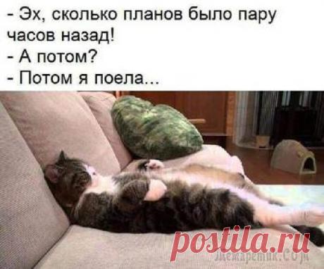 25 домашних животных, которые должны попасть внутрь прямо сейчас