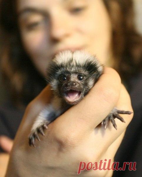 Мармозетка – самая маленькая в мире обезьянка. - Путешествуем вместе