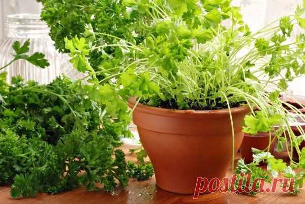 13 пряных трав, которые можно выращиват / Абсолютное здоровье