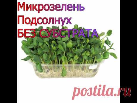 Как вырастить микрозелень ПОДСОЛНУХА! САМЫЙ ПРОСТОЙ СПОСОБ!! Без СУБСТРАТА!