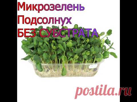 Как вырастить микрозелень ПОДСОЛНУХА! САМЫЙ ПРОСТОЙ СПОСОБ!! Без СУБСТРАТА!