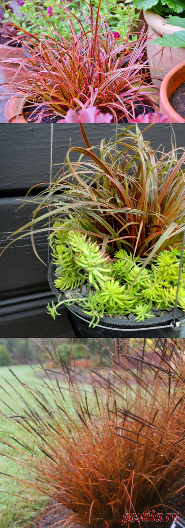 Унциния – медный контейнерный злак. Выращивание, уход, размножение. Виды, сорта, фото - Ботаничка.ru