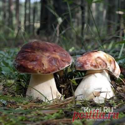 Маринованные боровики - рецепт маринования грибов-боровиков.