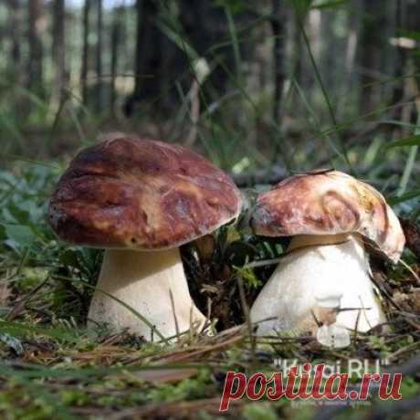 Маринованные боровики - рецепт маринования грибов-боровиков.
