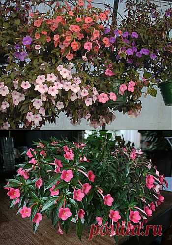 ИГРА В ПРЯТКИ, ИЛИ ТЕПЛОЛЮБИВЫЙ АХИМЕНЕС | Самоцветик