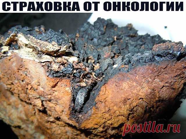 СТРАХОВКА ОТ ОНКОЛОГИИ
ЧАГА - старинное народное средство
БЕРЕЗОВЫЙ ГРИБ назначается при заболеваниях желудочно-кишечного тракта, в том числе при язве желудка, при опухолях, при задержке жидкости в организме, эффективен при раке желудка и кишечника, злокачественных образованиях в области гортани назначают ингаляцию, простых воспалительных процессах улучшение наступает после нескольких процедур, однако известны случаи исцеления от различных, даже самых тяжелых заболеваний.
...