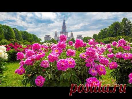 Музыка Для Души! Сборник ЛУЧШИХ Мелодий от которых мурашки по телу! Музыка Сергея Чекалина