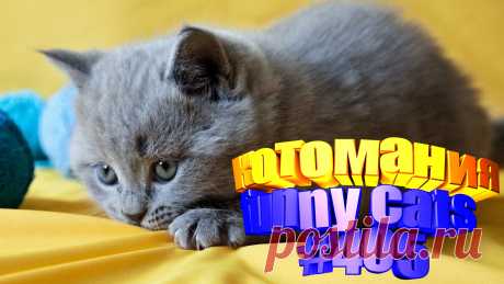 Любите смотреть приколы про котов? Тогда мы уверены, Вам понравится наше видео 😍. Также на котомании Вас ждут: видео кот,видео кота,видео коте,видео котов,видео кошек,видео кошка,видео кошки,видео о котах, видео про кота, видео с кошками, говорящие коты видео, котики мило, кошка, кошки видео, приколы о кошек, про кошек смешное, с котом, смешно кошки, смешные видео про кошек, смешные кошки для детей, смешные про кошек, смотреть смешные котейки, приколы с котами с озвучкой до слез