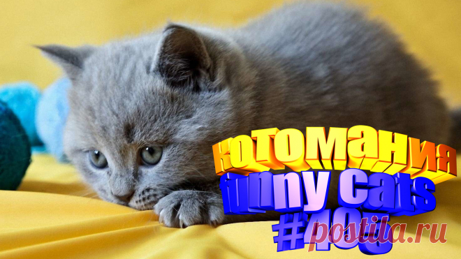 Любите смотреть приколы про котов? Тогда мы уверены, Вам понравится наше видео 😍. Также на котомании Вас ждут: видео кот,видео кота,видео коте,видео котов,видео кошек,видео кошка,видео кошки,видео о котах, видео про кота, видео с кошками, говорящие коты видео, котики мило, кошка, кошки видео, приколы о кошек, про кошек смешное, с котом, смешно кошки, смешные видео про кошек, смешные кошки для детей, смешные про кошек, смотреть смешные котейки, приколы с котами с озвучкой до слез