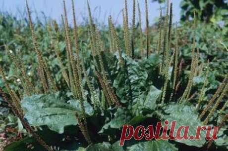 Подорожник большой: свойства, польза и лечебное применение | Полезные инструкции от aif.ru