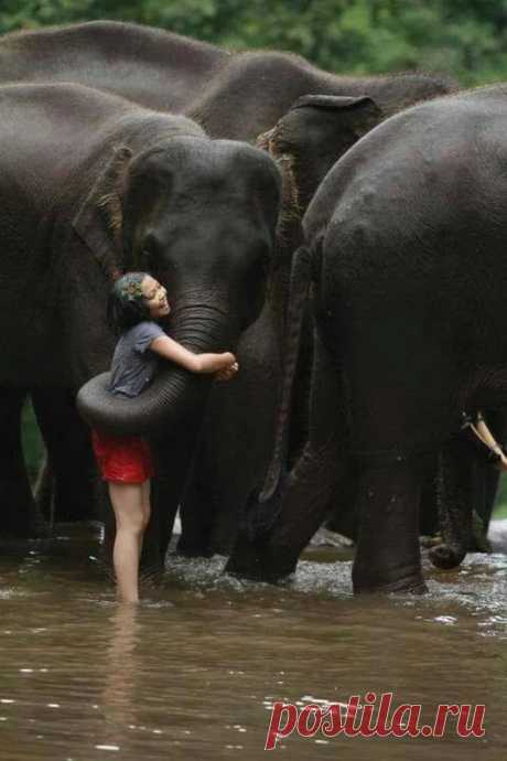 Animals - Google+
