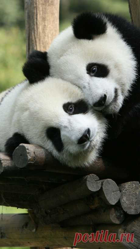 Panda Cuddle | Animals