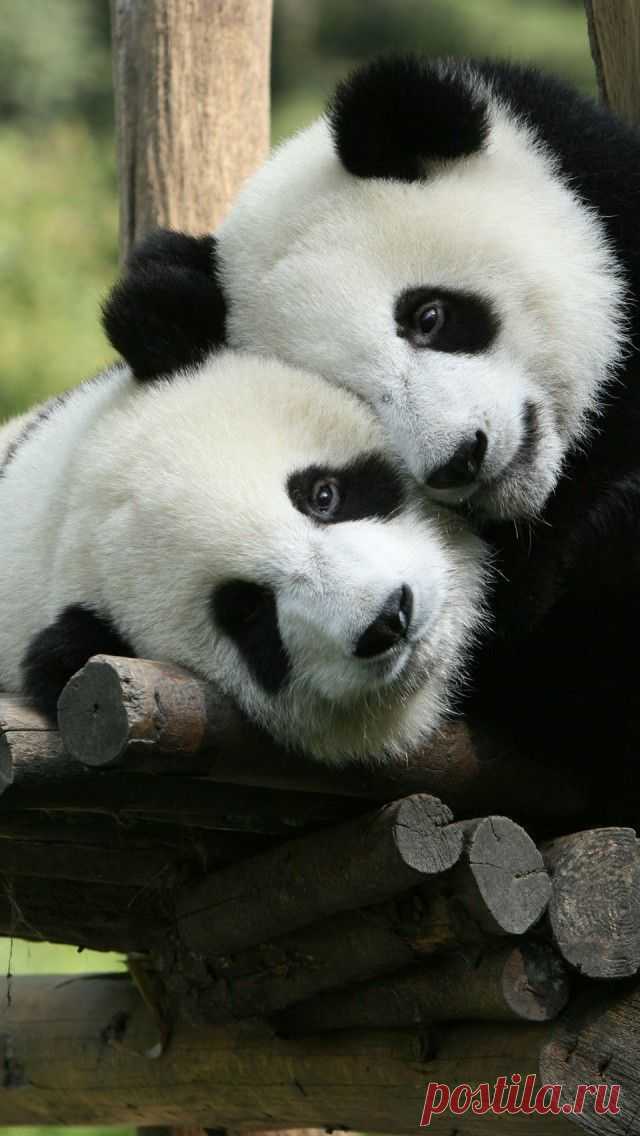 Panda Cuddle | Animals
