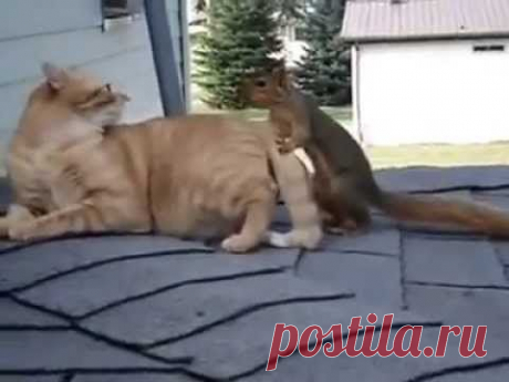 Seems the barriers between animals are shifting more and more - YouTube