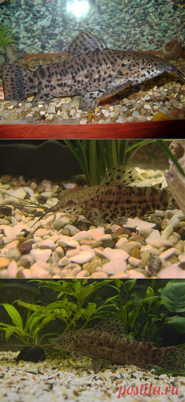Сомик таракатум как содержать, разводить и кормить