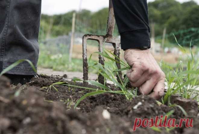 Средство от сорняков уксус с солью. Стоит ли его применять? Порой бывает, что решая одну проблему, мы создаём другую. Так, например, работает средство из соли и уксуса для избавления от сорняков.