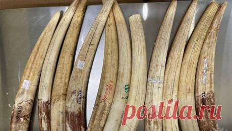 Таможенники в Домодедово нашли в багаже авиапассажира бивни краснокнижного моржа. Авиапассажир в Домодедово пытался вывезти в Египет бивни краснокнижного моржа. Об этом сообщает ФТС России. По информации надзорной службы, 48-летний мужчина, вылетающий в Египет, был остановлен таможенниками после досмотра багажа. В ...