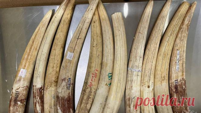 Таможенники в Домодедово нашли в багаже авиапассажира бивни краснокнижного моржа. Авиапассажир в Домодедово пытался вывезти в Египет бивни краснокнижного моржа. Об этом сообщает ФТС России. По информации надзорной службы, 48-летний мужчина, вылетающий в Египет, был остановлен таможенниками после досмотра багажа. В ...