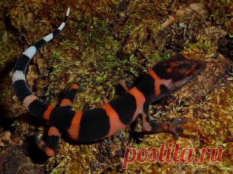 Гониурозавр Тойямы (Goniurosaurus toyami), о. Ихеядзима (Япония).
https://www.iucnredlist.org/details/18917777/0