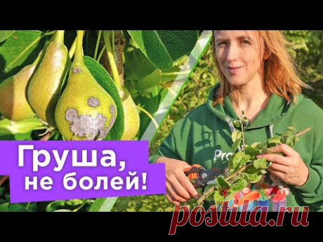 ОПРЕДЕЛЯЕМ БОЛЕЗНИ ГРУШИ ПО ЛИСТЬЯМ! Самые частые заболевания груш и чем их лечить