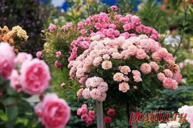КАК ПОСАДИТЬ ШТАМБОВУЮ РОЗУ | 6 соток