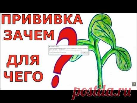 КАК ПРИВИВАТЬ ТЫКВЕННЫЕ? ЗАЧЕМ? ПОЧЕМУ?  ЦЕЛЬ???