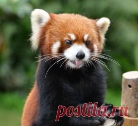 Симпатичные животные, о которых вы не слышали раньше.