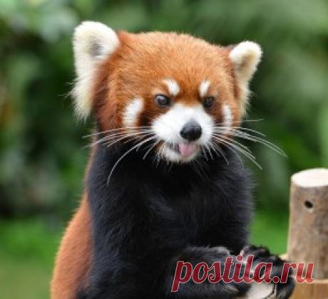 Симпатичные животные, о которых вы не слышали раньше.