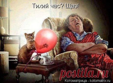 Дорога дальняя ( котоматрица ) | Обхохочешься