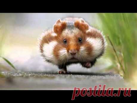 забавные хомячки - YouTube