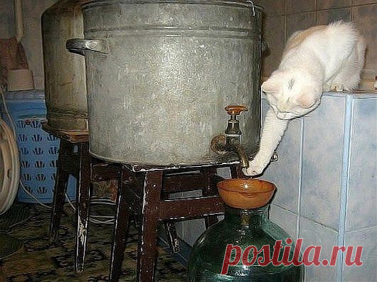 Дегустатор :=))
