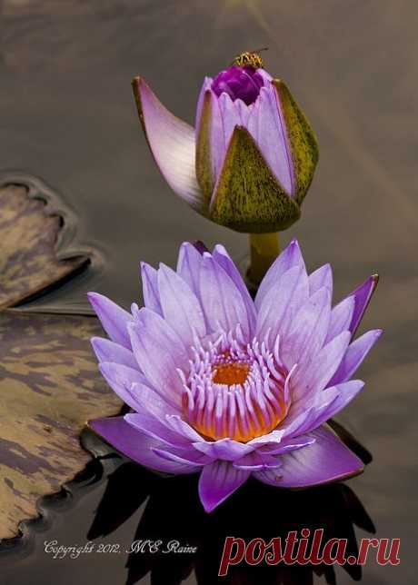 Pink Lily,  
flickr от Tommy Simms   |   Pinterest • Всемирный каталог идей