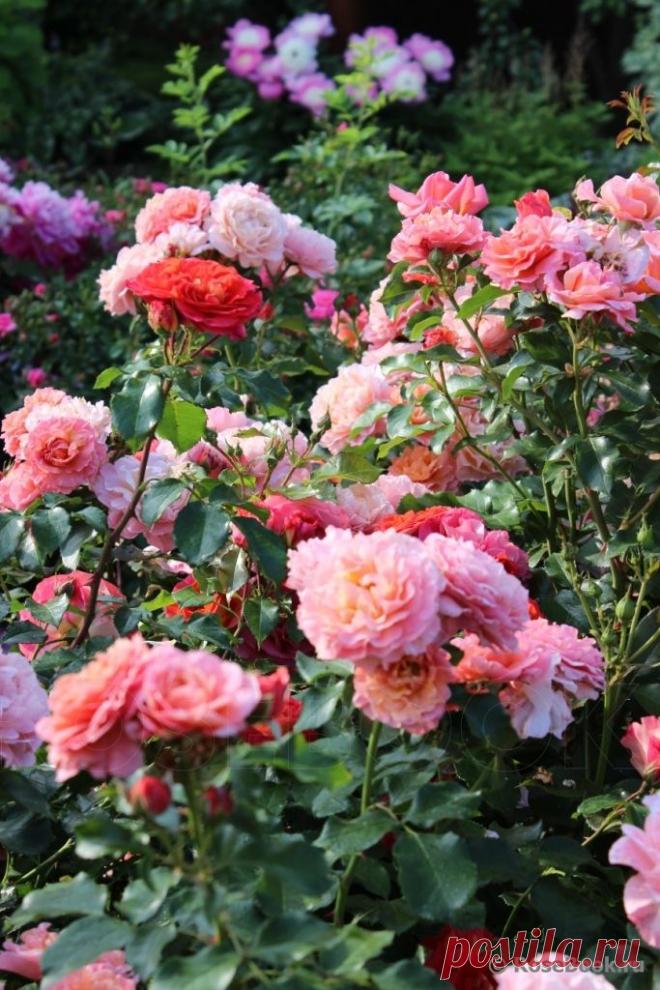 Все-таки как прекрасны розы!