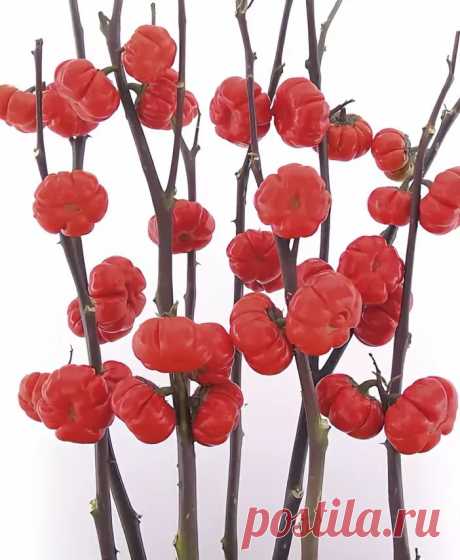 ТЫКВЫ НА ПАЛОЧКЕ ВО ФЛОРИСТИКЕ: 2 тыс изображений найдено в Яндекс.Картинках