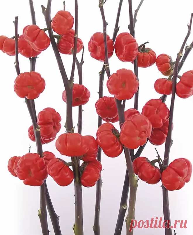 ТЫКВЫ НА ПАЛОЧКЕ ВО ФЛОРИСТИКЕ: 2 тыс изображений найдено в Яндекс.Картинках