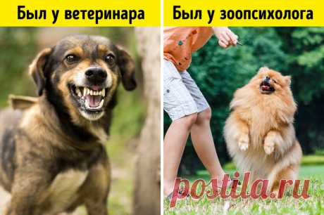 10 вещей, о которых ветеринары хотели бы вам рассказать. Но вряд ли это сделают