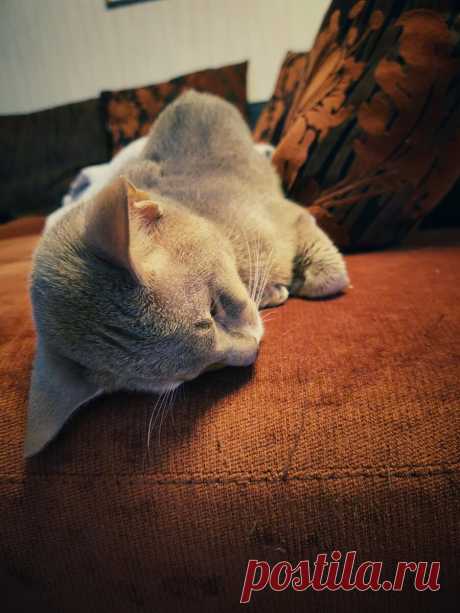 Уже несколько лет я фоткаю смешные и необычные выражения морды моего кота и его весёлые позы. Вы точно улыбнетесь | Блог мобильного фотографа | Яндекс Дзен