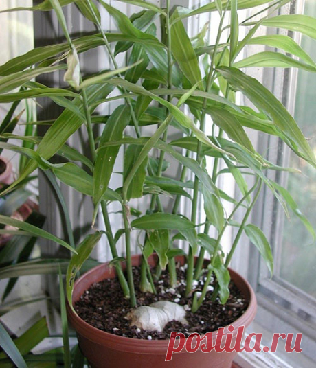 Имбирь взошел. Ухаживаем
При выращивании имбиря, особенно в помещении, важно создать растению подходящие условия и правильно ухаживать за молодыми росточками, чтобы не погубить их чрезмерным вниманием или же его недостатком.…