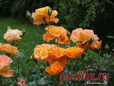 ДЕСЯТКА НЕУТОМИМО ЦВЕТУЩИХ СОРТОВ РОЗ | Самоцветик