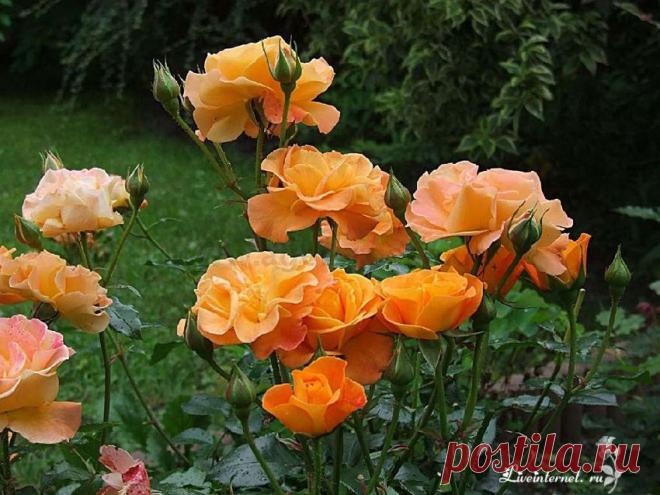 ДЕСЯТКА НЕУТОМИМО ЦВЕТУЩИХ СОРТОВ РОЗ | Самоцветик