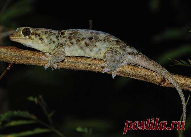 На Мадагаскаре нашли лысеющего от страха геккона