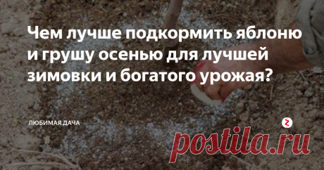 Чем лучше подкормить яблоню и грушу осенью для лучшей зимовки и богатого урожая? Подкормка плодовых деревьев должна войти в привычку каждого садовода, любящего свой сад. Спелые и красивые фрукты могут радовать человека постоянно, но он должен знать о некоторых секретах ухода. Осень – основа стабильного урожая сада, поэтому в это время важно как следует насытить растения питательным веществами, помочь им справиться с морозами. Удобрять плодовые деревья нужно обязательно! И я ра
