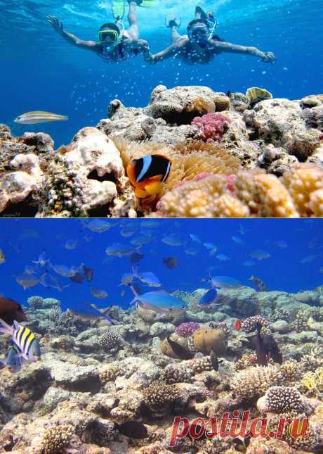 Подводный мир Красного моря