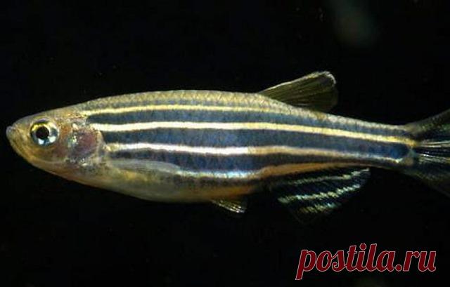 1501695118_1430125450_1.jpg (640×409)  данио рерио