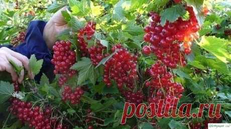 Полив смородины кипятком