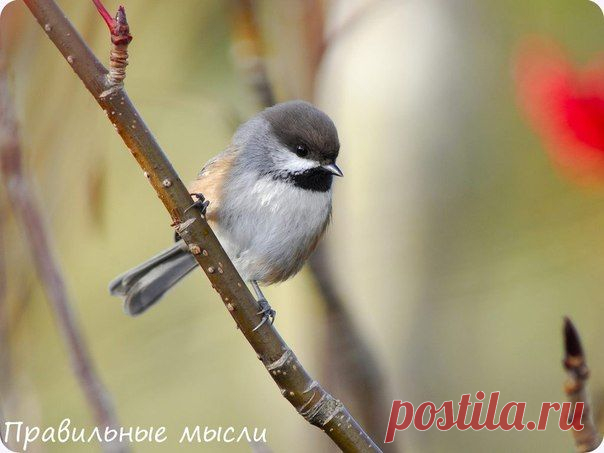 Маленькая птичка летела на юг, чтобы пе / Восприятие бизнеса