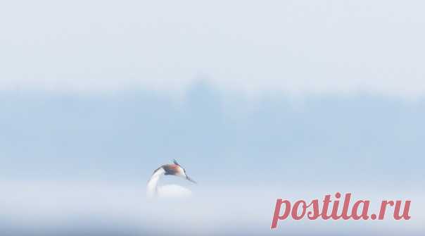 Изящная чомга в утренней дымке на снимке фотографа Maxim70: nat-geo.ru/community/user/33380 Доброе утро!