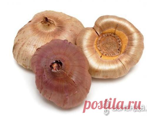 Секреты посадки гладиолусов